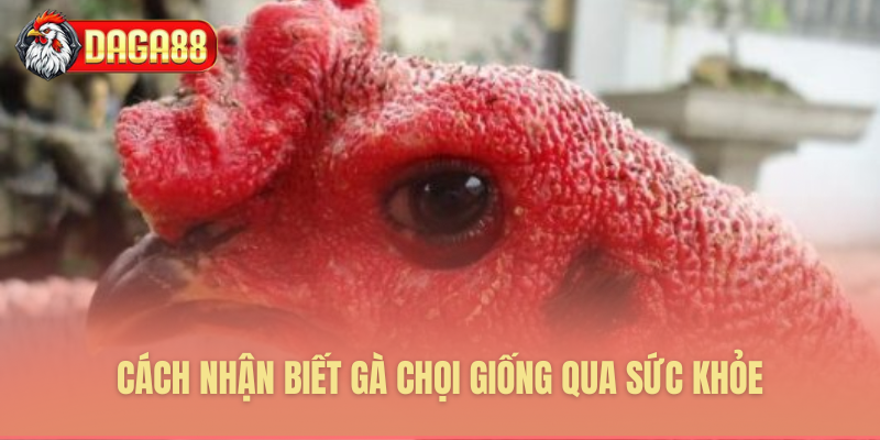 Tuyệt chiêu nhận diện gà chọi khỏe