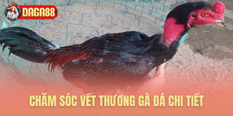 Cách thức xử lý vết thương hiệu quả Cách thức xử lý vết thương hiệu quả