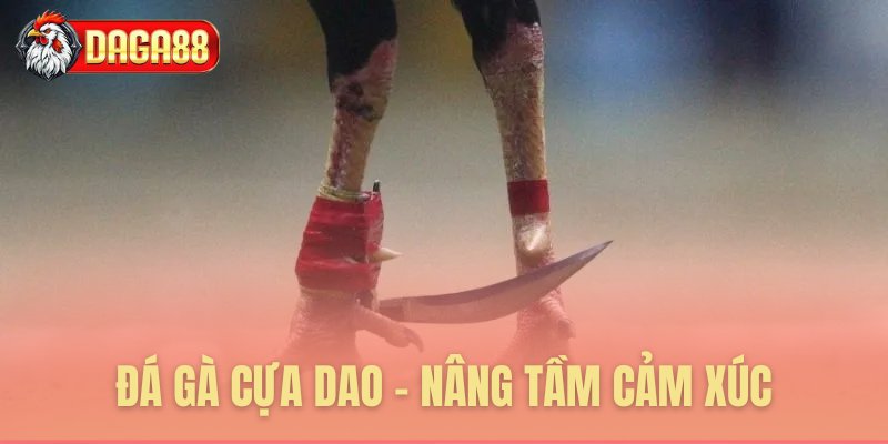 Đá gà cựa dao - nâng tầm cảm xúc