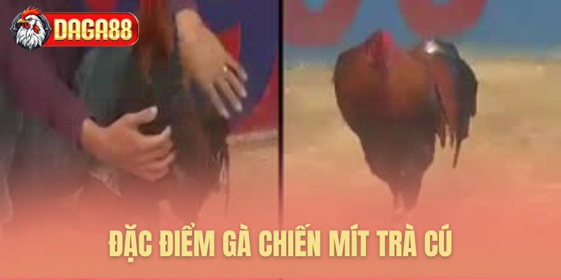 Đặc điểm gà chiến Mít Trà Cú Đặc điểm gà chiến Mít Trà Cú