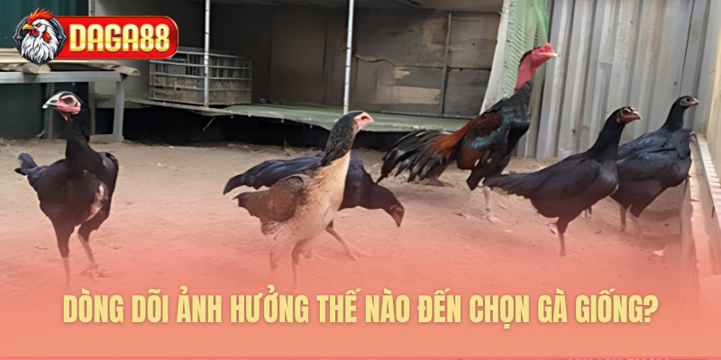 Giải mã bí ẩn huyết thống gà
