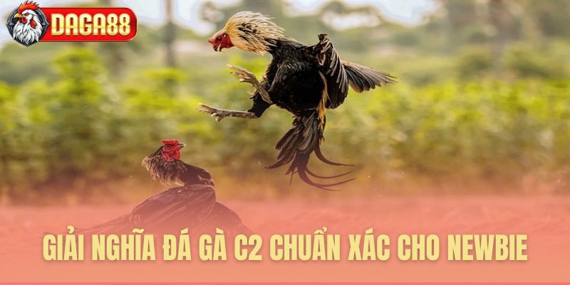 Giải nghĩa đá gà C2 chuẩn cho người mới