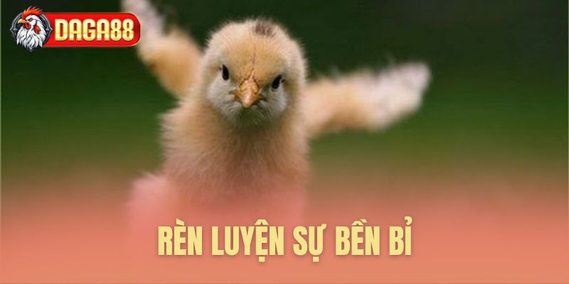 Bí quyết luyện tập gà đá siêu bền bỉ