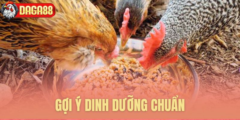 Chế độ dinh dưỡng cho gà cường tráng