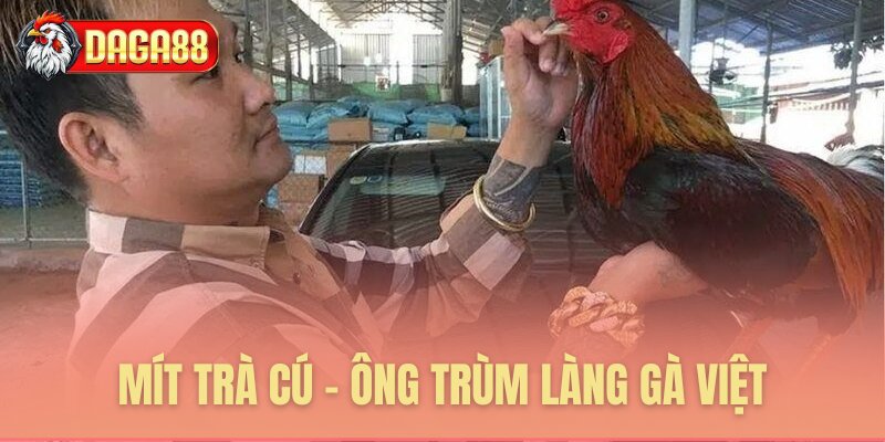 Mít Trà Cú - Ông trùm làng gà Việt Mít Trà Cú - Ông trùm làng gà Việt