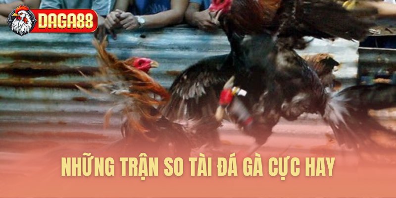 Những trận so tài đá gà cực hay Những trận so tài đá gà cực hay