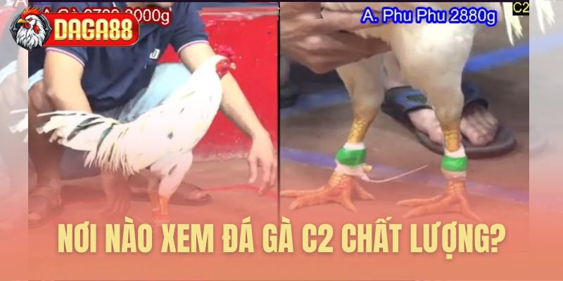 Địa chỉ xem đá gà C2 chất lượng cao