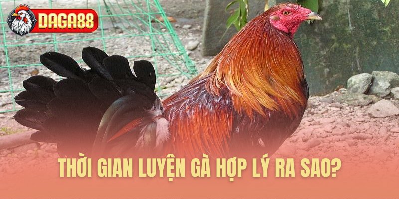 Thời gian luyện gà chạy lồng phù hợp