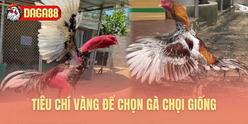 Nguyên tắc vàng tuyển chọn gà giống