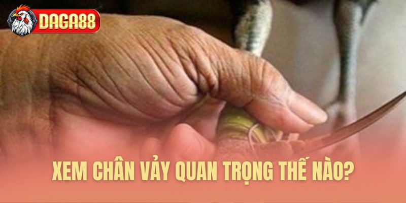 Xem chân vảy quan trọng thế nào?