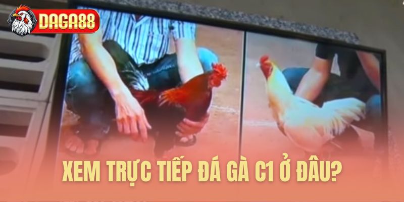 Địa chỉ xem trực tiếp đá gà C1 Địa chỉ xem trực tiếp đá gà C1